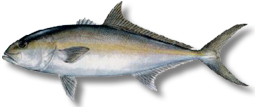 Amberjack