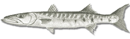 Great barracuda