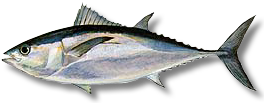 Blackfin tuna