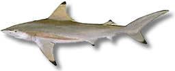 Blacktip shark