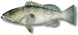 Gag grouper