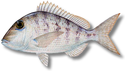 Jolthead porgy