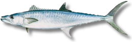 King mackerel