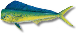 Dolphin fish