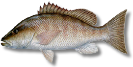 Mangrove snapper