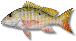 Mutton snapper