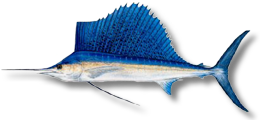 Sailfish