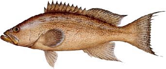 Scamp grouper