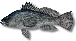 Black sea bass
