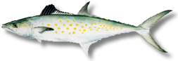 Spanish mackerel